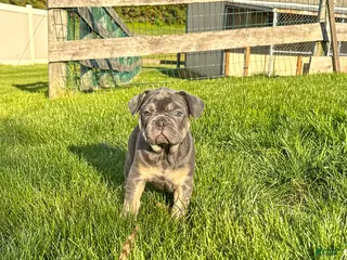 French Bulldog dogs for sale: Bear - Ad 4