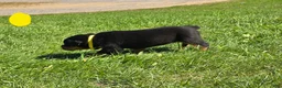 Rottweiler dogs for sale: Rottweiler yellow collar female  - Ad 4