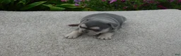 French Bulldog dogs for sale: Sandra - Ad 13