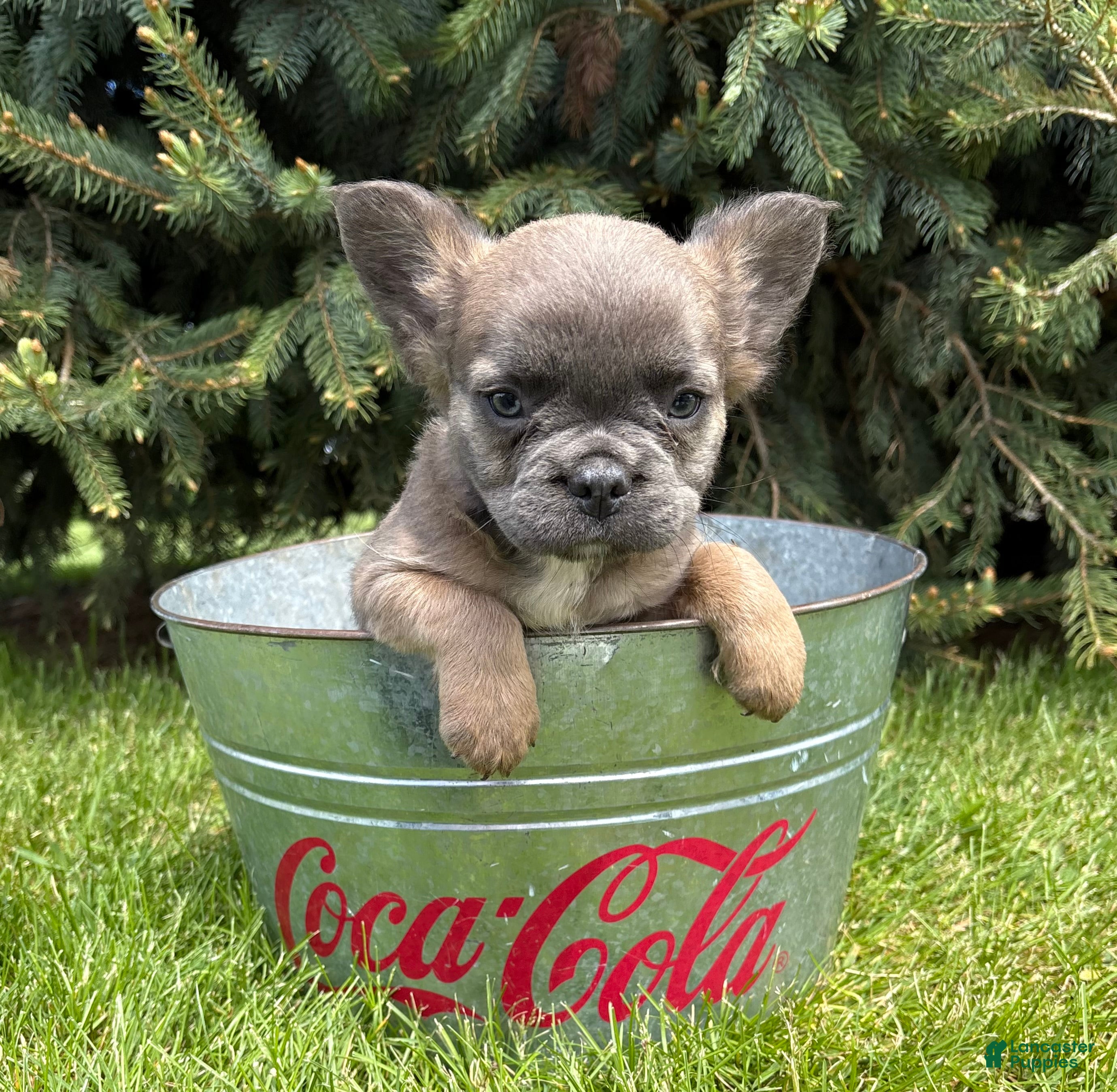French Bulldog dogs Mercedes Fluffy - Ad 2