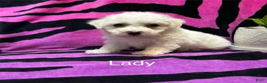 Bichon Frise 4 lady