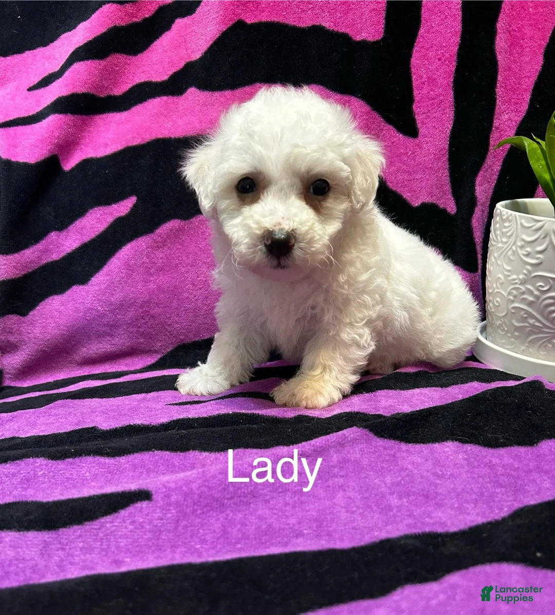 Bichon Frise dogs for sale: Bichon Frise 4 lady - Ad 1