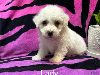 Bichon Frise dogs Bichon Frise 4 lady - Ad 24