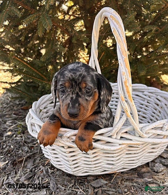 Dachshund dogs Dray - Ad 2