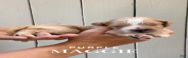 "Maggie" Cockapoo 