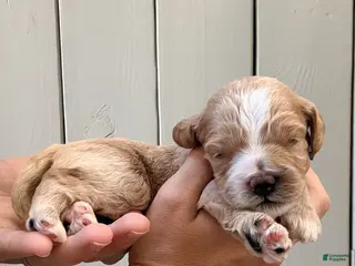 Cockapoo dogs for sale: "Maggie" Cockapoo - Ad 4