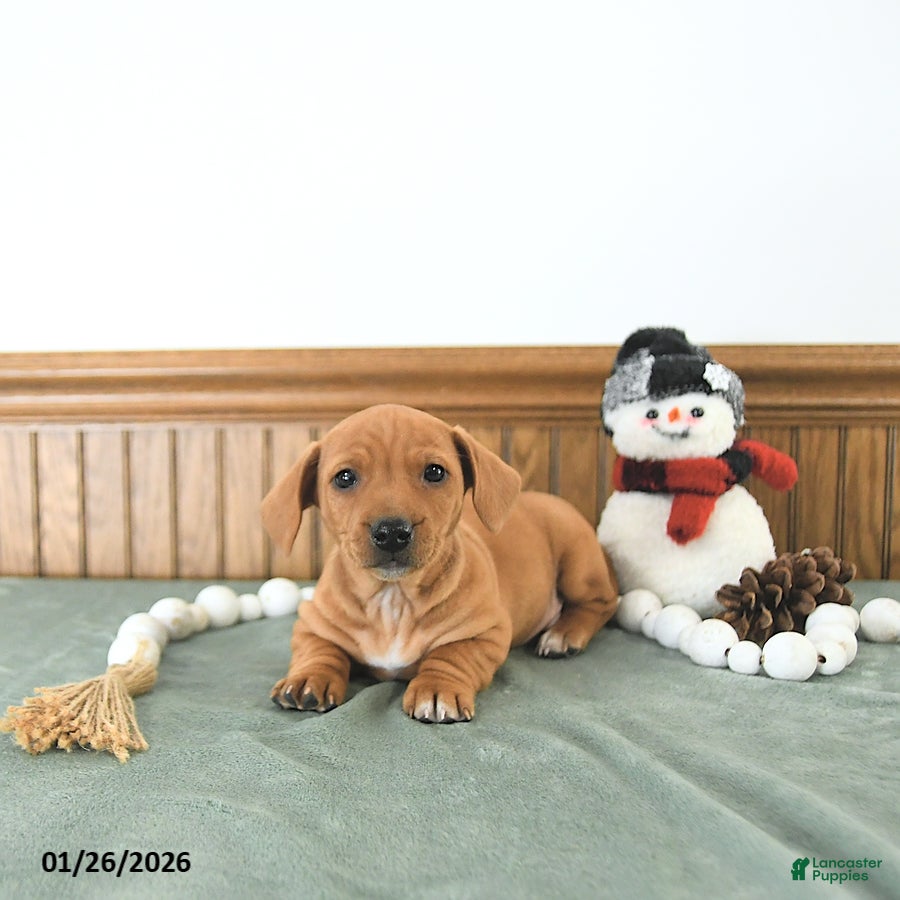 Miniature Dachshund dogs Brody - Ad 2