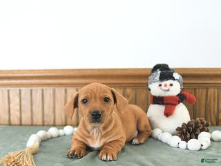 Miniature Dachshund dogs Brody - Ad 2