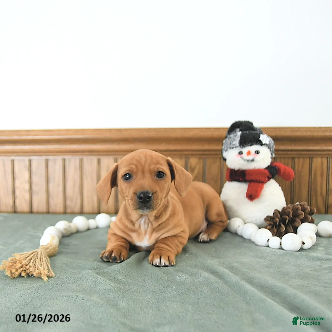 Miniature Dachshund dogs for sale: Brody - Ad 7