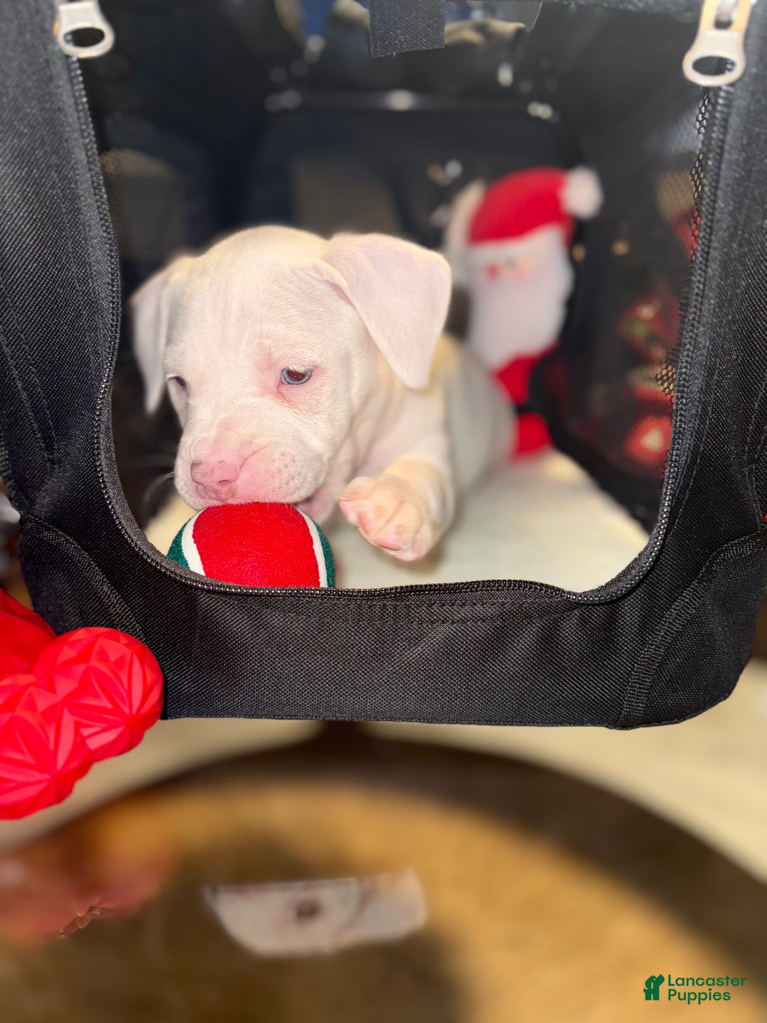 American Bully dogs for sale: Marshmallow  - Ad 3