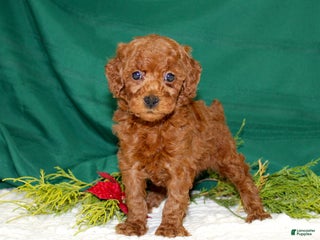 Miniature Poodle dogs - Ad 12