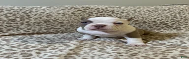 American Bully Puppy 3