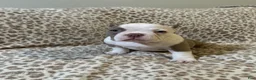 American Bully dogs for sale: American Bully Puppy 3 - Ad 1