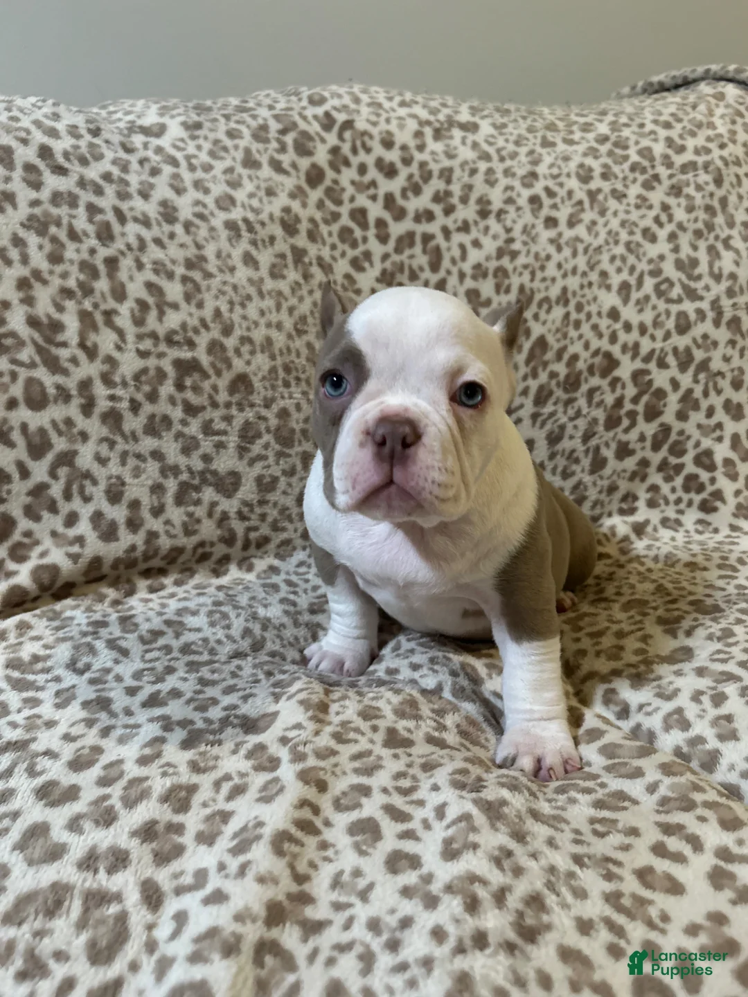 American Bully dogs for sale: American Bully Puppy 3 - Ad 1