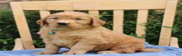 Mixed Breed dogs for sale: Sawyer  - Ad 3