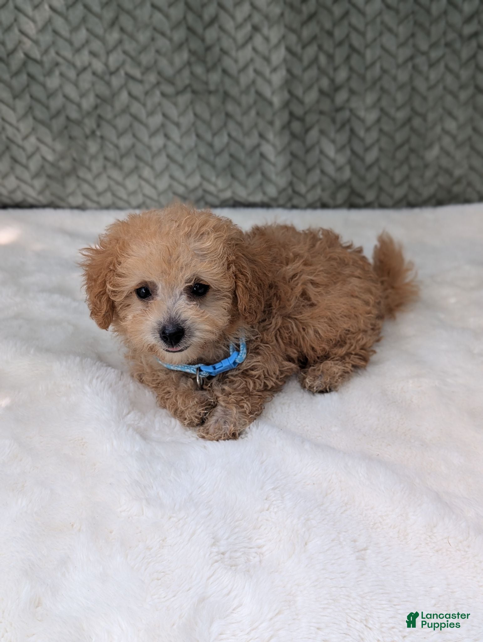 Bichpoo dogs Buckley  - Ad 2