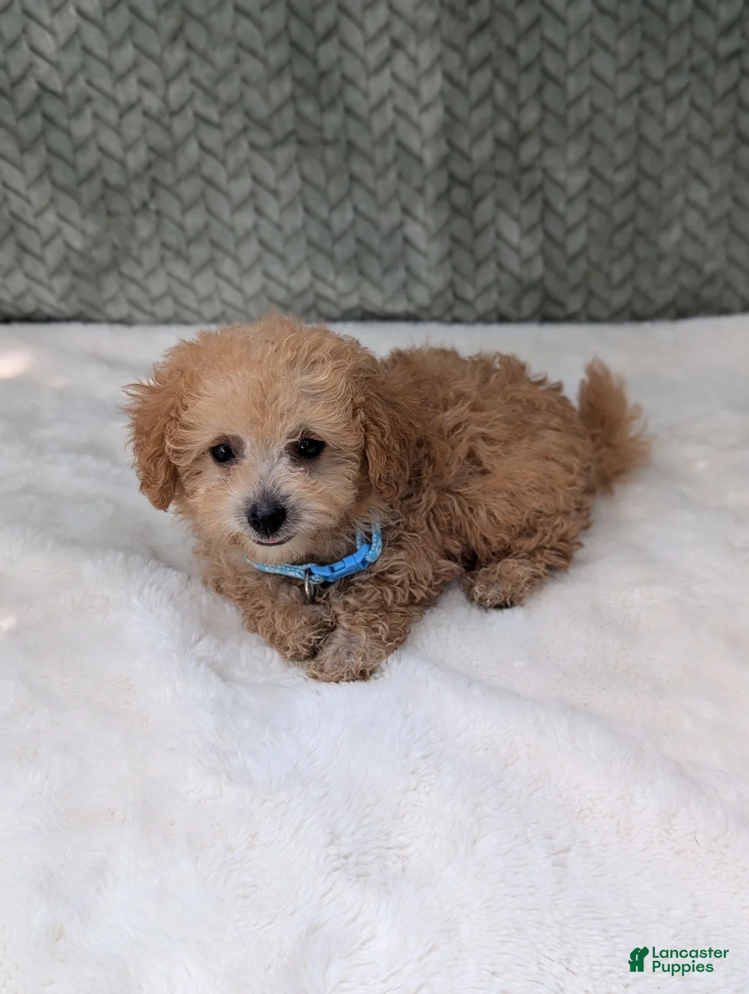 Bichpoo dogs for sale: Buckley  - Ad 2