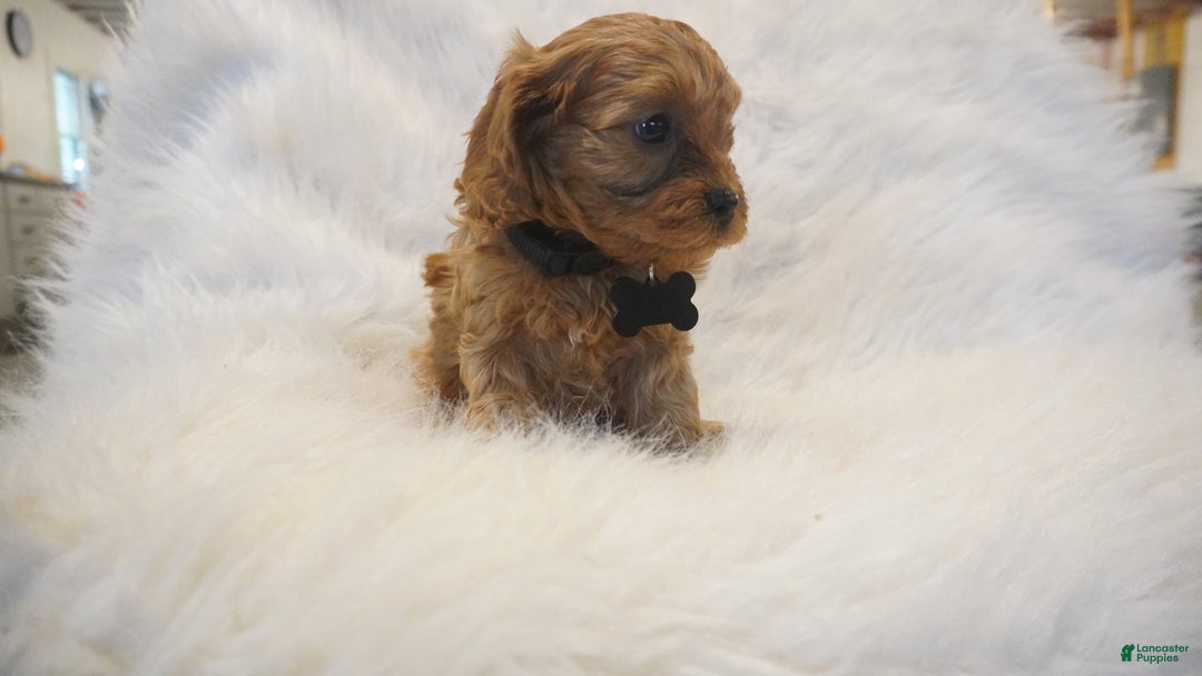 Cavapoo dogs for sale: Mars  - Ad 11