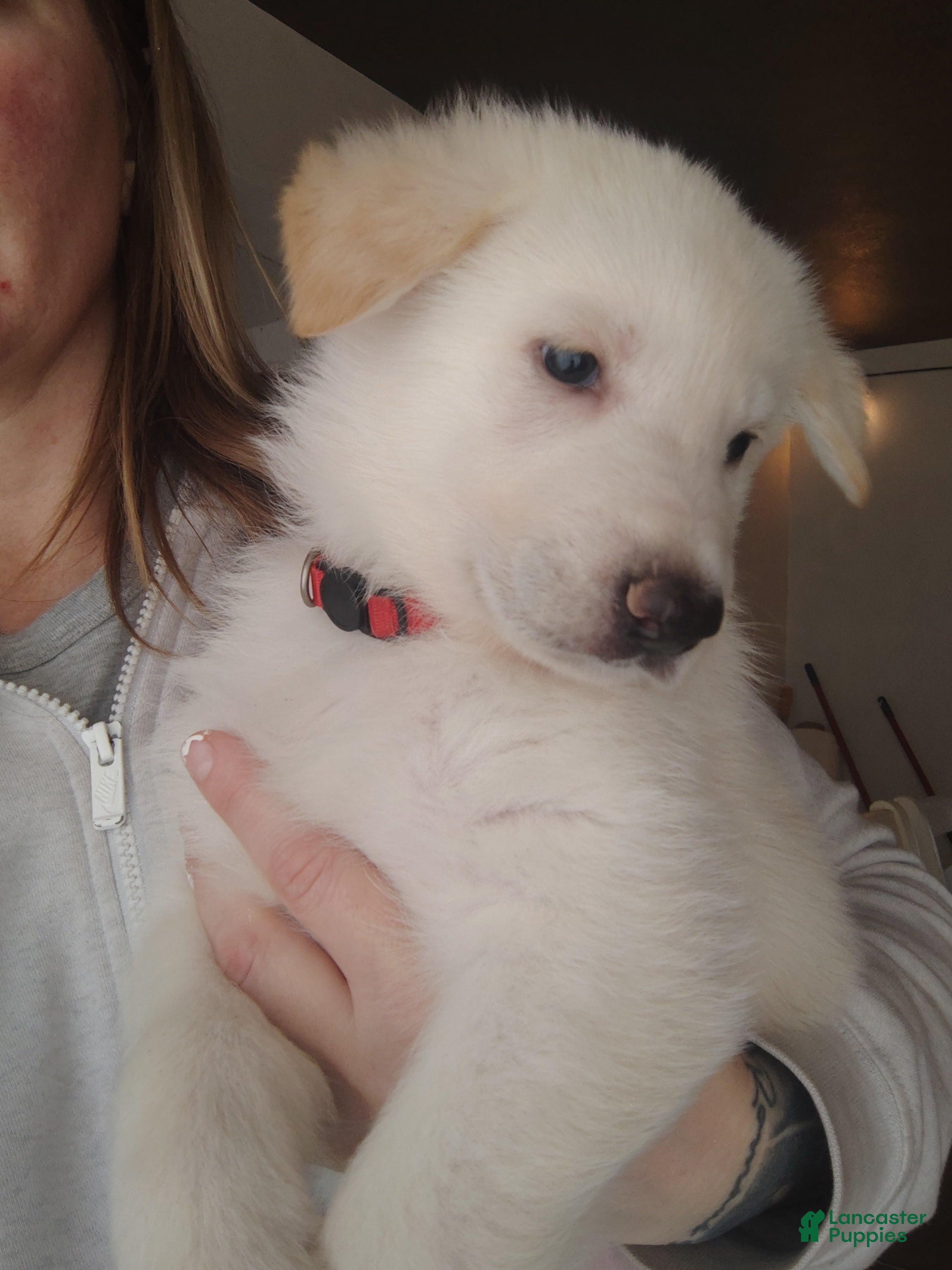 German Shepherd dogs Elsa - Ad 2