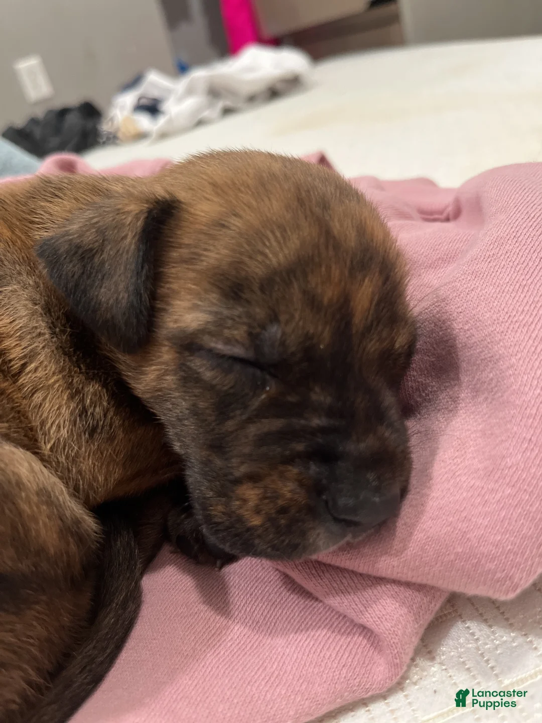 Mixed Breed dogs for sale: Mixed Breed 1 - Ad 2