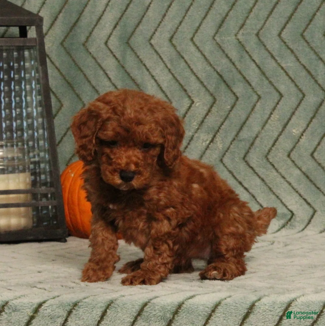 Miniature Poodle dogs for sale: Glory - Ad 5