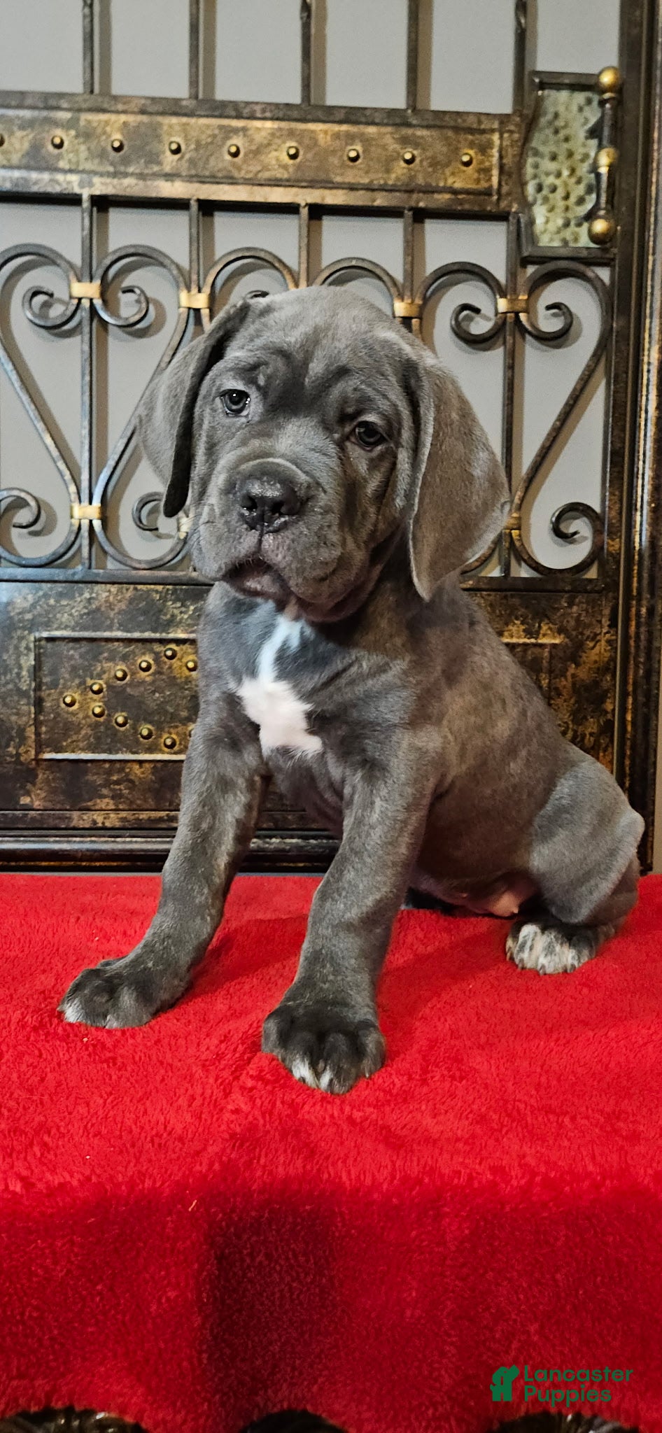 Cane Corso dogs Cane Corso Female Puppy Amaryllis - Ad 5
