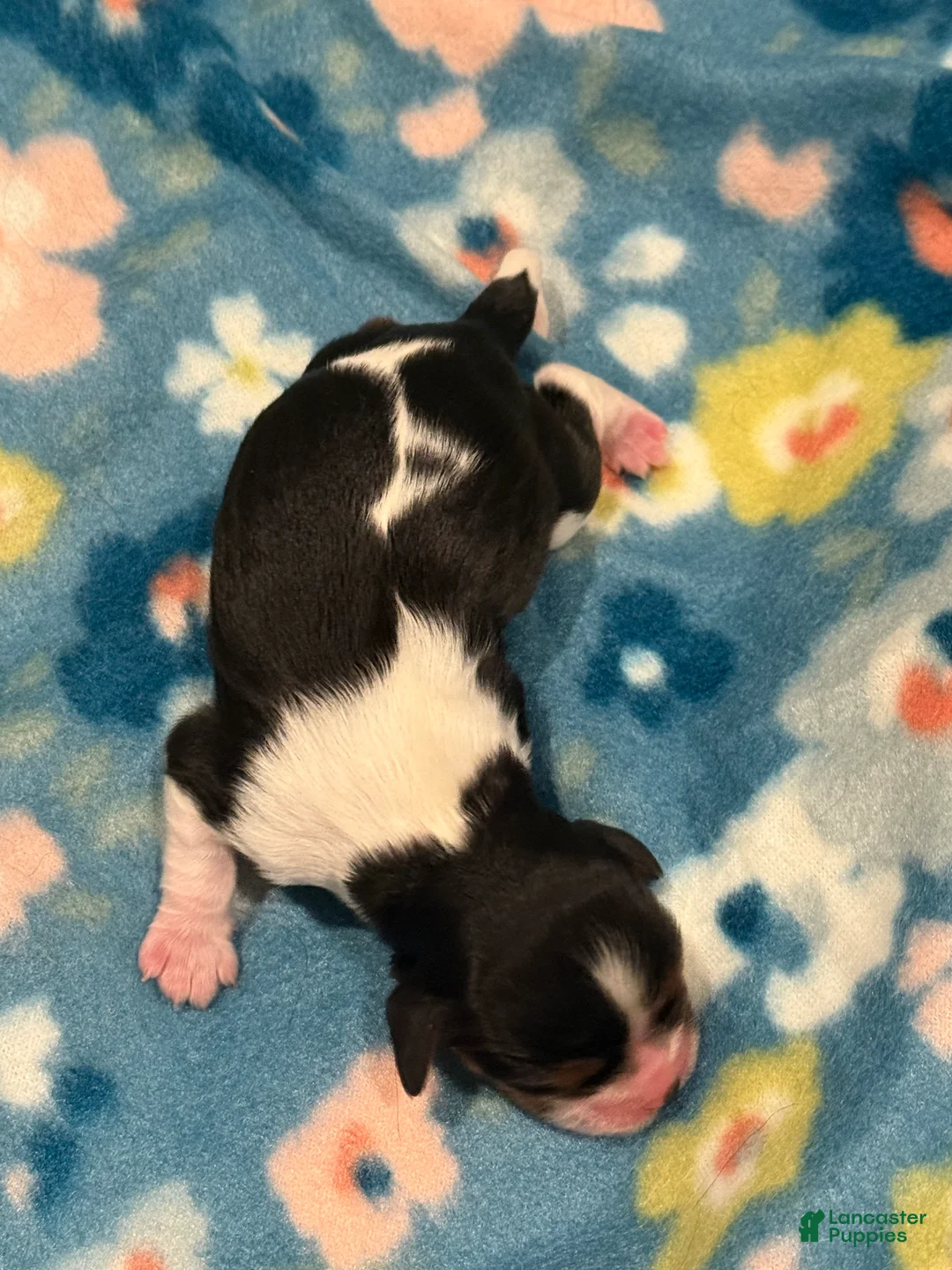 Cavalier King Charles Spaniel dogs for sale: Willow - Ad 1