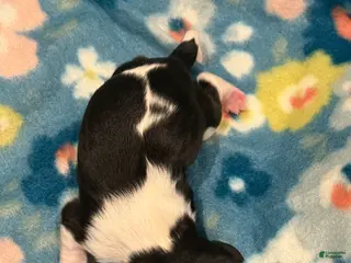 Cavalier King Charles Spaniel dogs for sale: Willow - Ad 2