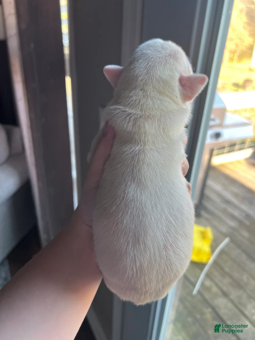 Boxer dogs for sale: Boxer Puppy 1 - Ad 2