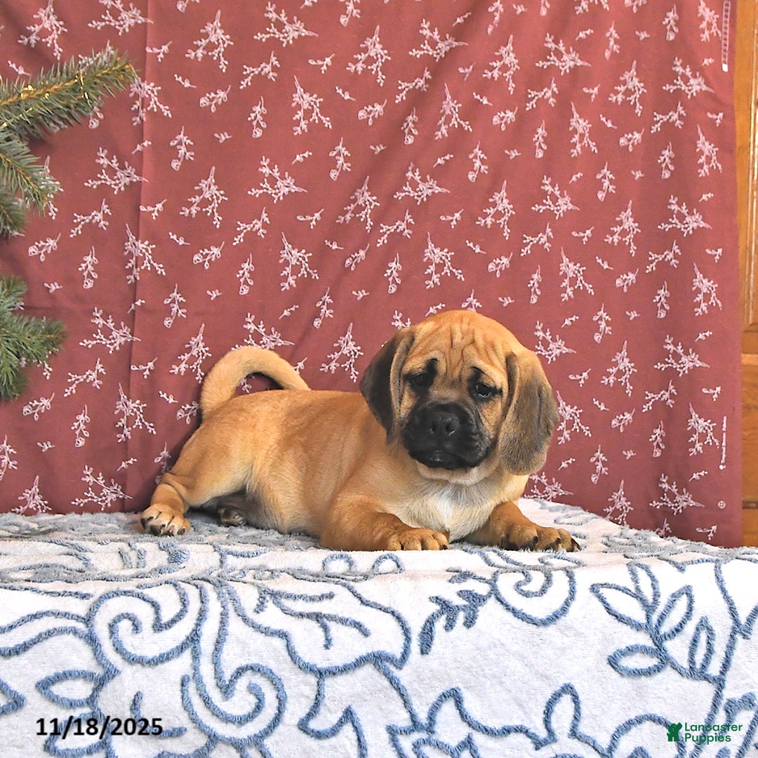Puggle dogs for sale: Hosea - Ad 4