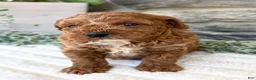 Toy Poodle dogs for sale: Teddy - Ad 3