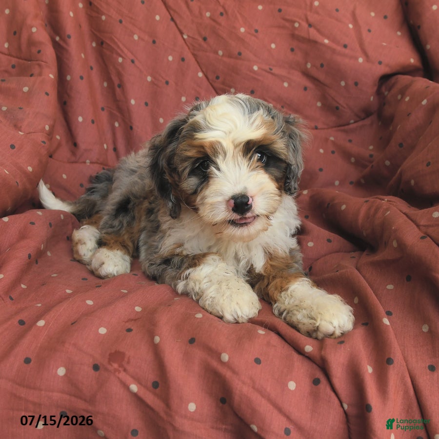 Mini Bernedoodle dogs Rocket - Ad 1