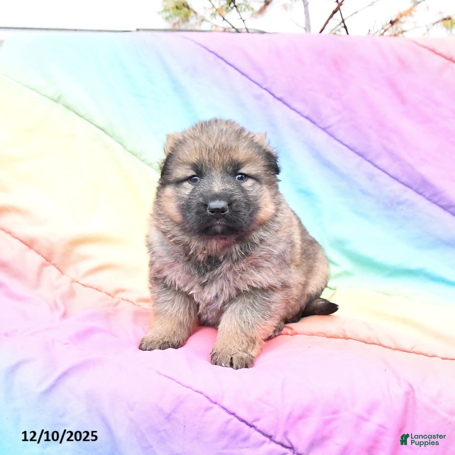German Shepherd dogs Lacey - Ad 37
