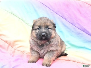 German Shepherd dogs Lacey - Ad 3