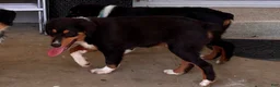 Miniature Australian Shepherd dogs for sale: #9 Sam - Ad 4