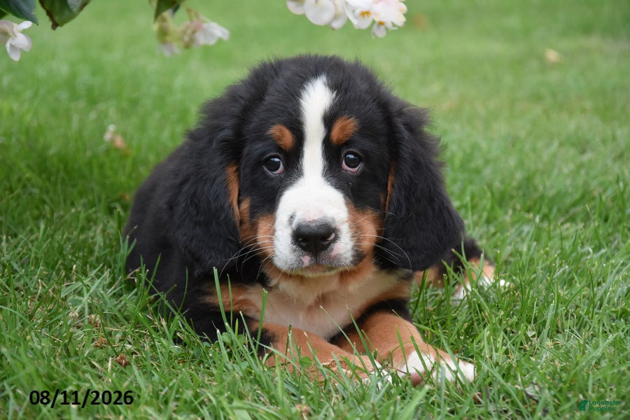 Bernese Mountain Dog dogs E Man - Ad 2