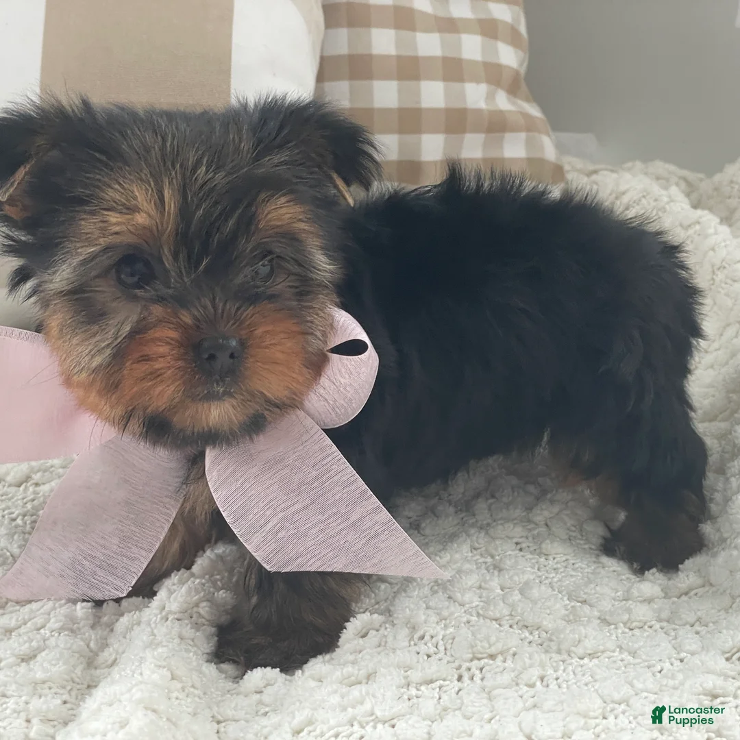 Yorkshire Terrier dogs for sale: Freya - Ad 3