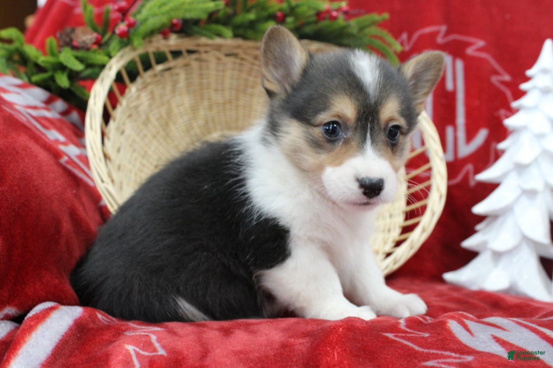 Welsh Corgi Pembroke dogs for sale: Bailey - Ad 2