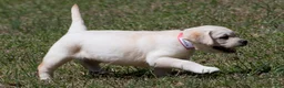 Labrador Retriever dogs for sale: Kellie - Ad 3