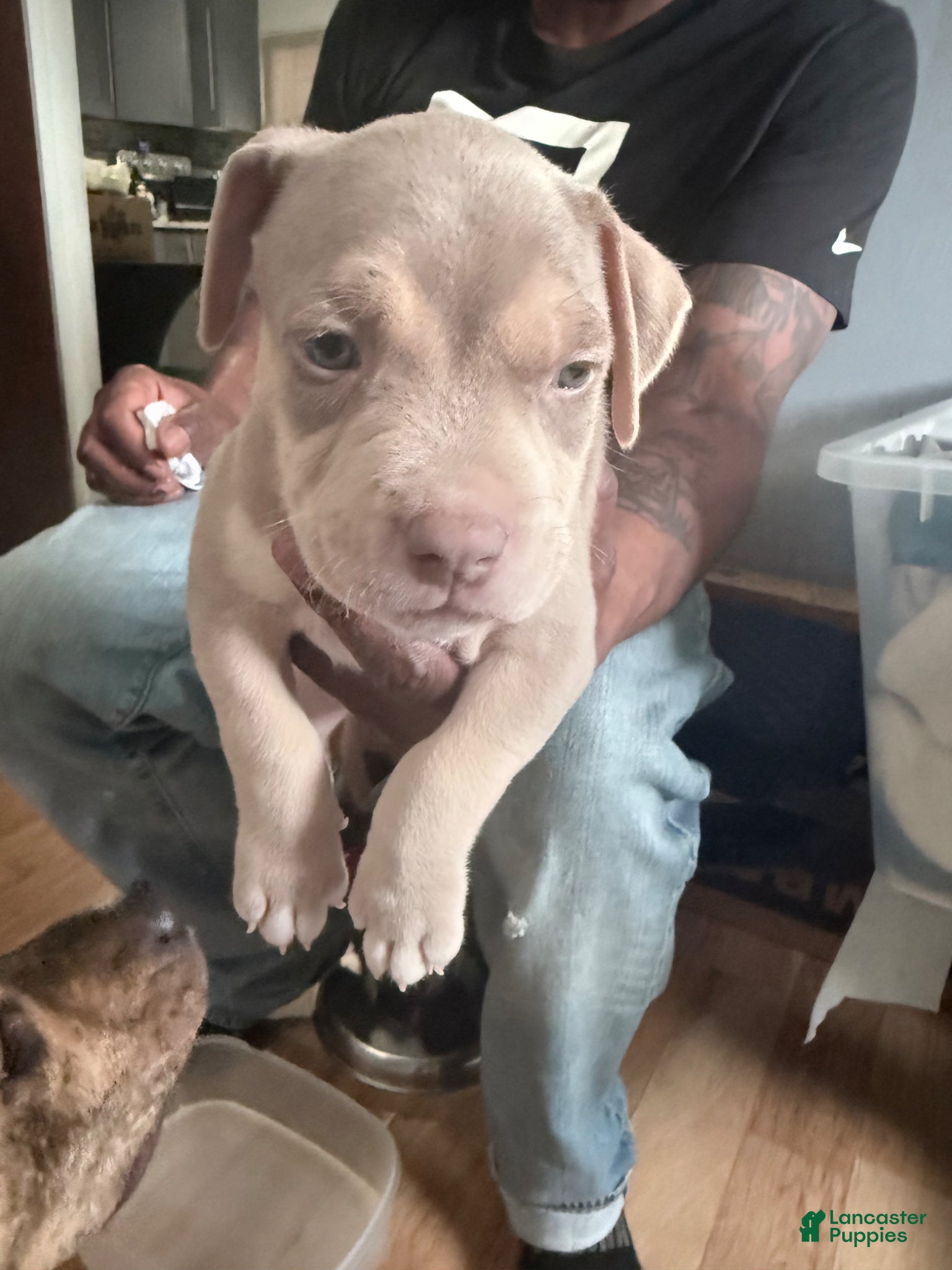 American Bully dogs for sale: American Bully Puppy 1 Ghost - Ad 2