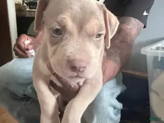 American Bully dogs for sale: American Bully Puppy 1 Ghost - Ad 2