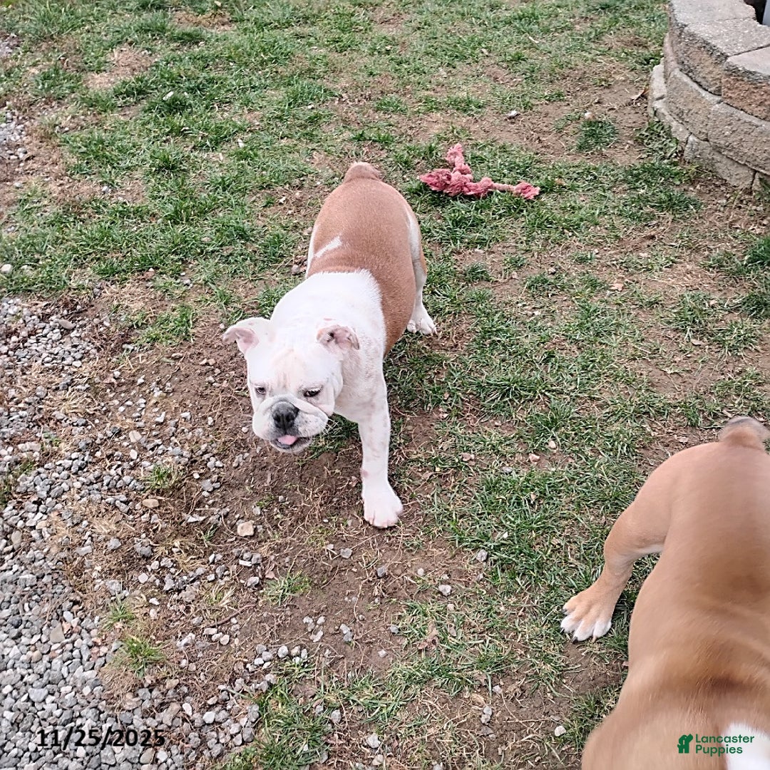 English Bulldog dogs for sale: Renita - Ad 21