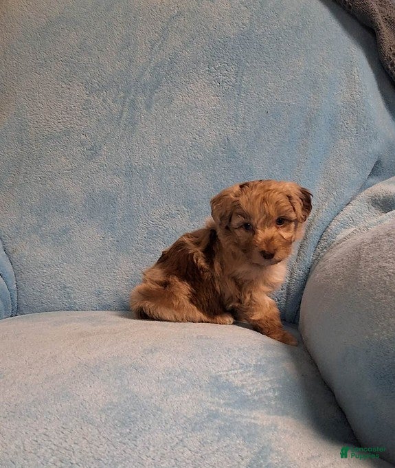 Mini Aussiedoodle dogs for sale: Riley - Ad 2