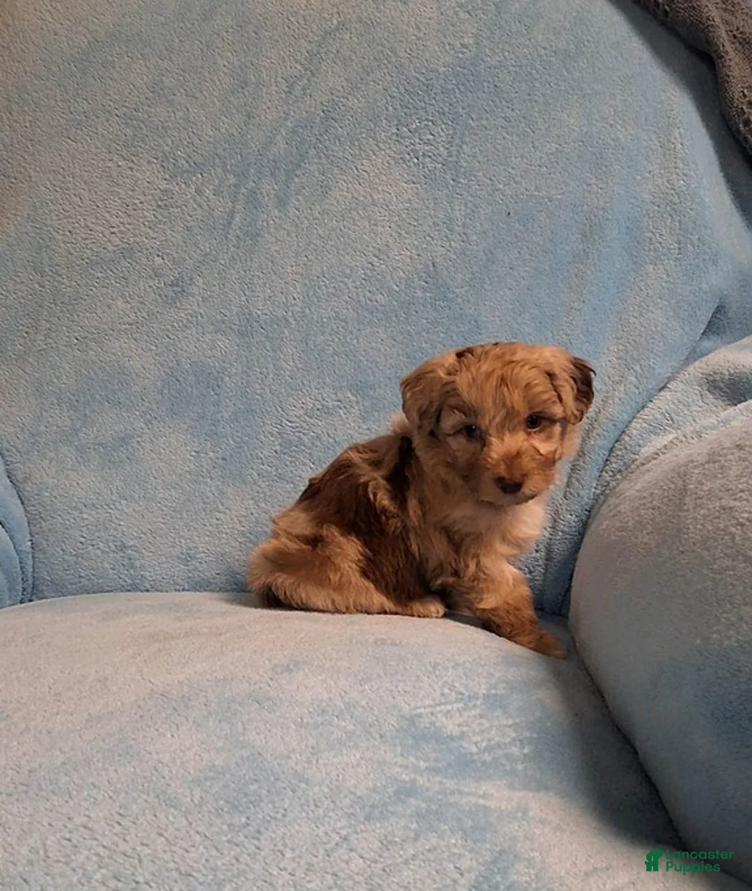 Mini Aussiedoodle dogs for sale: Riley - Ad 1
