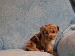 Mini Aussiedoodle dogs for sale: Riley - Ad 2