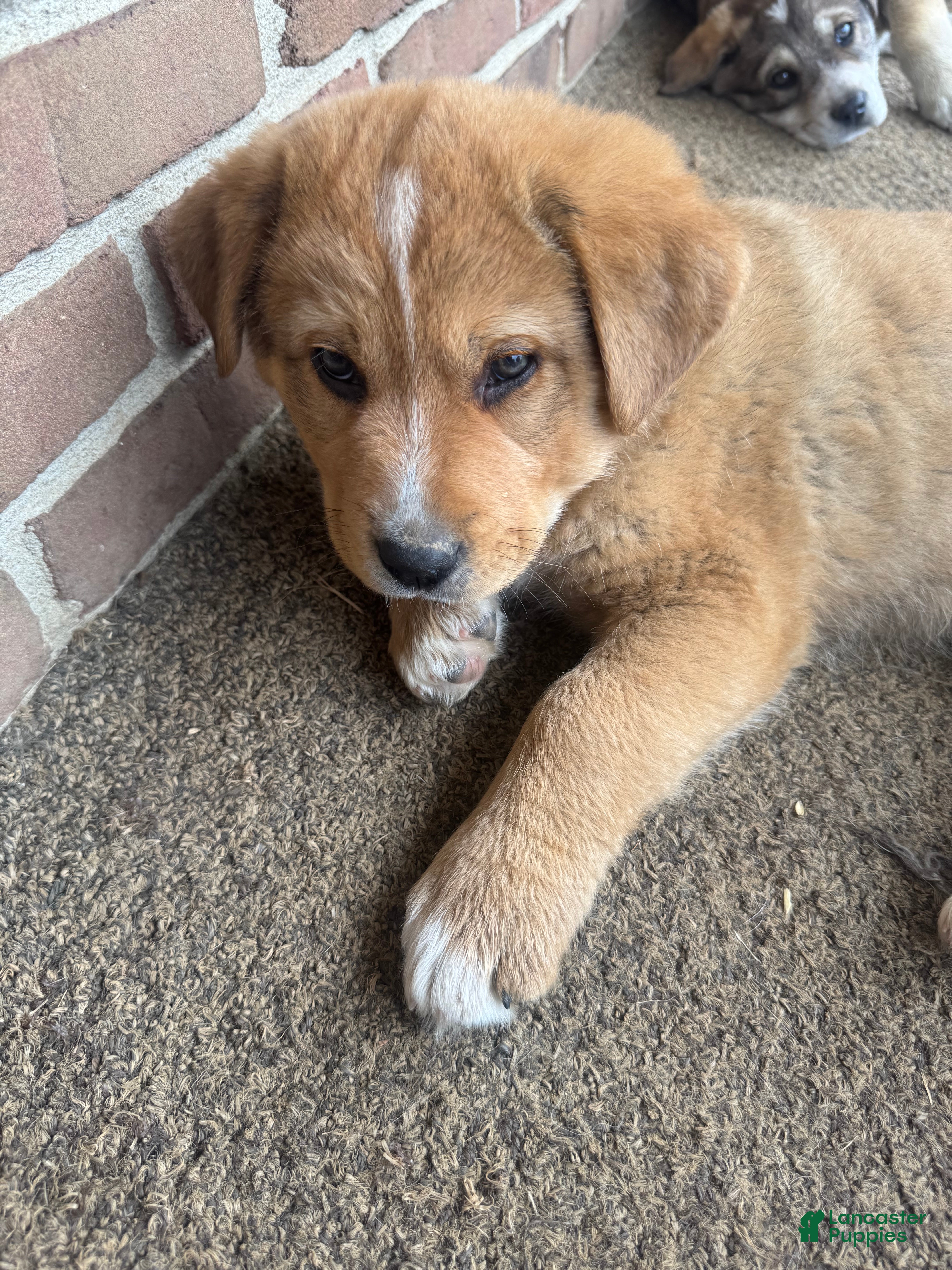 Mixed Breed dogs Frappé  - Ad 2