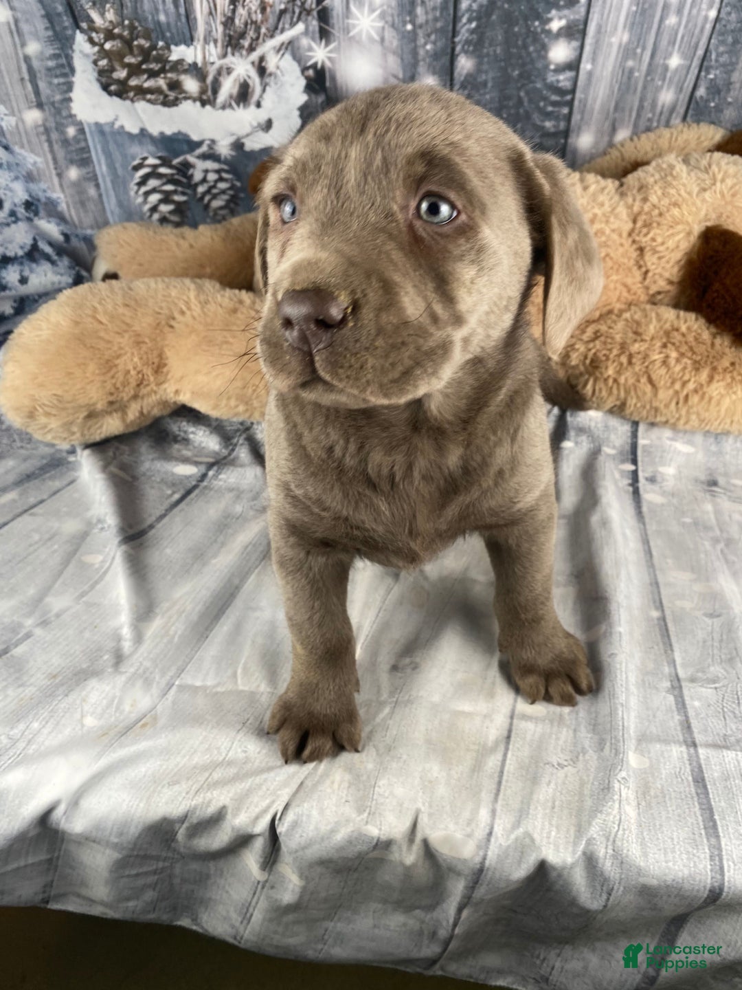Labrador Retriever dogs for sale: Abby - Ad 5