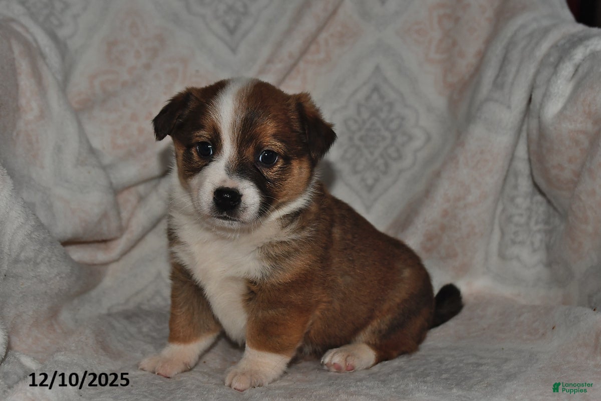 Mixed Breed dogs Rocky - Ad 4