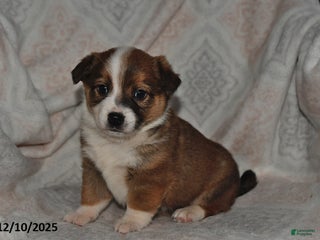 Mixed Breed dogs Rocky - Ad 25