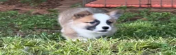 Welsh Corgi Pembroke dogs for sale: Hoss - Ad 13